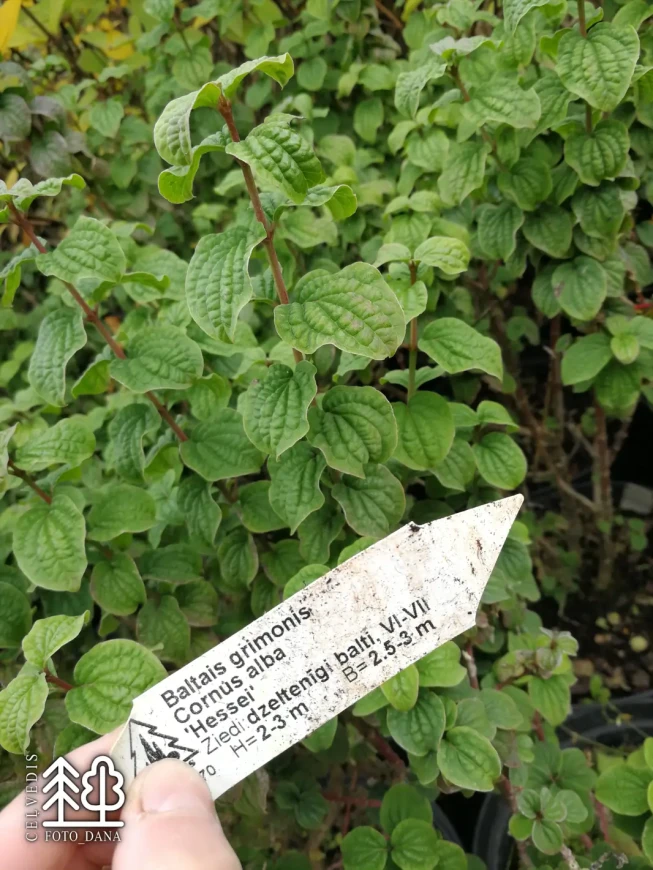 Cornus alba    'Hessei'